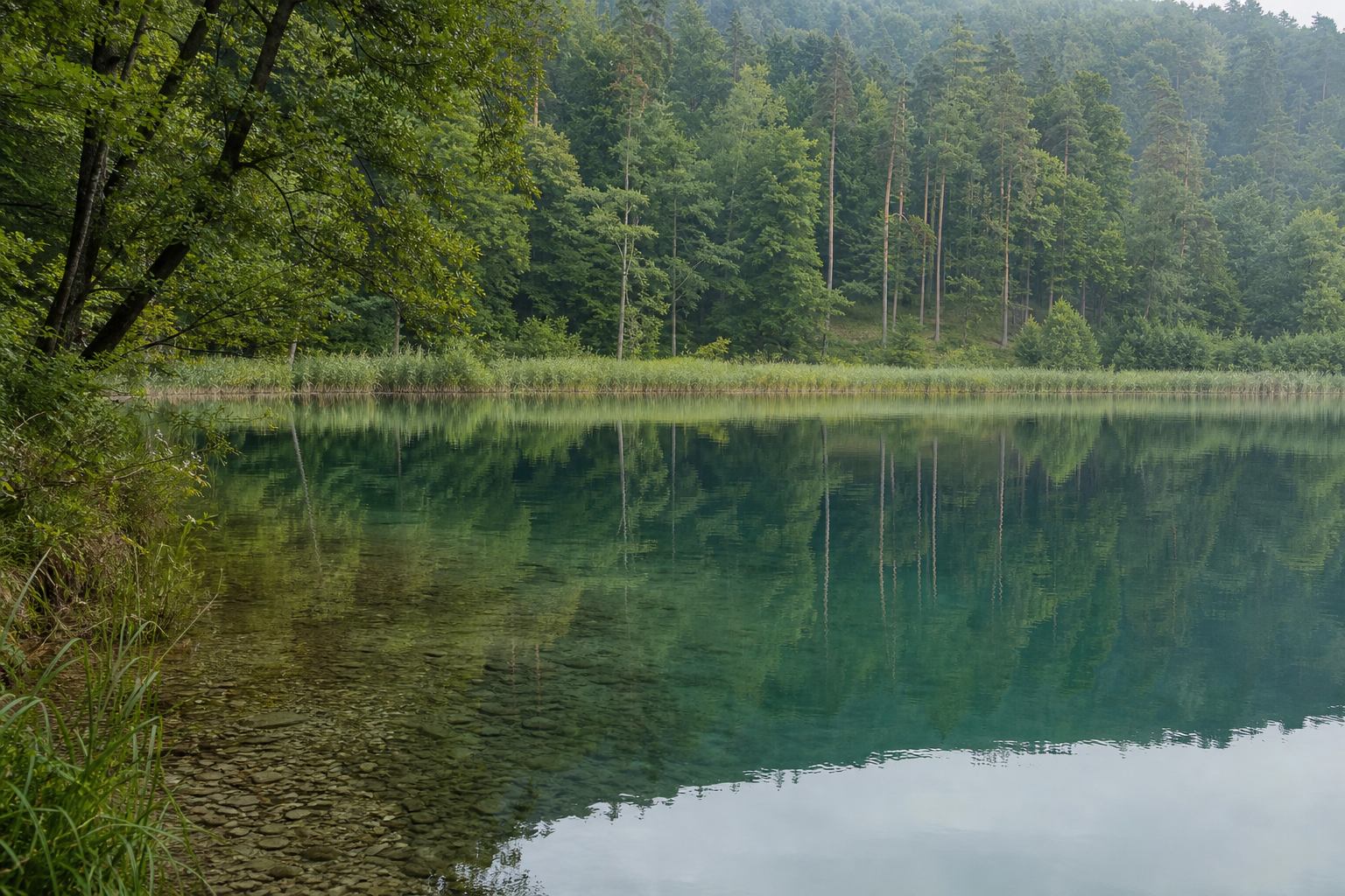 Stiller Waldsee in der Feldberger Seenlandschaft mit Schilfgürtel und Bäumen