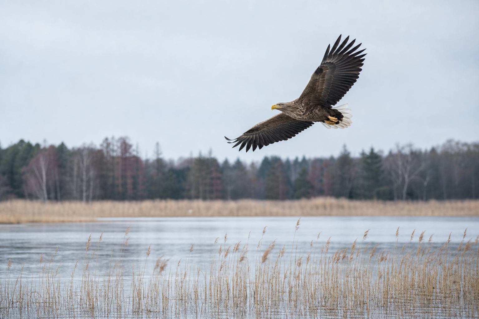 Seeadler über flachem Schilfgewässer der Mecklenburger Seenplatte